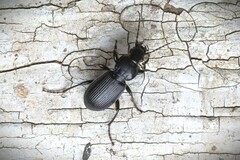 Pterostichus aethiops
