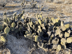 Opuntia pycnantha