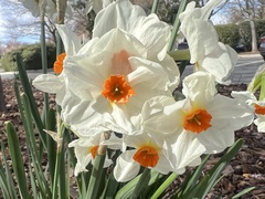 Narcissus poeticus