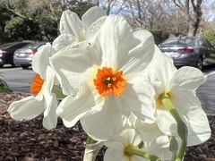 Narcissus poeticus