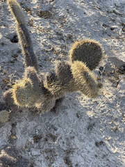 Opuntia pycnantha