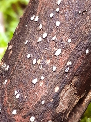 Propolis farinosa