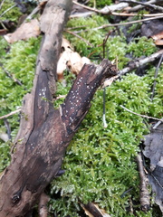 Propolis farinosa