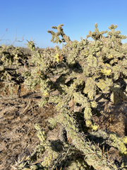 Cylindropuntia cholla