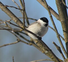 Poecile palustris