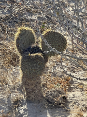 Opuntia pycnantha