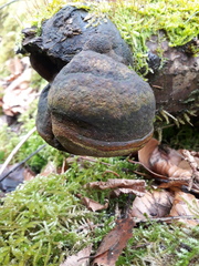 Fomitiporia hartigii