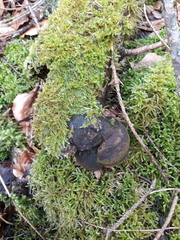 Fomitiporia hartigii