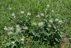 Clematis integrifolia