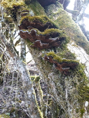 Phellinopsis conchata