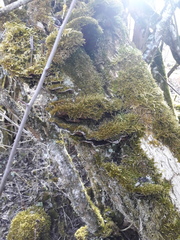 Phellinopsis conchata