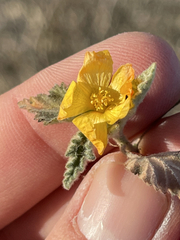Sphaeralcea coulteri