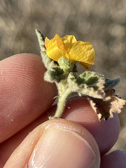 Sphaeralcea coulteri
