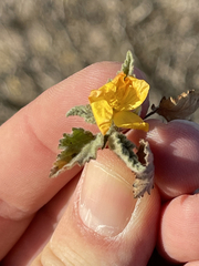 Sphaeralcea coulteri