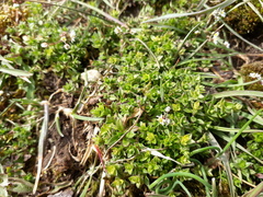 Draba verna
