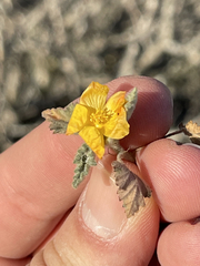 Sphaeralcea coulteri
