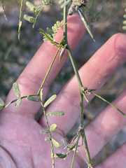 Prosopis articulata