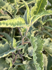 Ambrosia ambrosioides