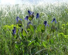 Clematis integrifolia