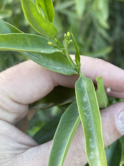 Vallesia glabra