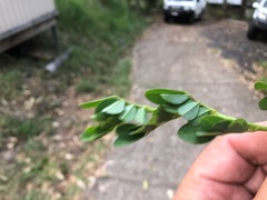 Indigofera spicata