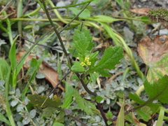 Sisymbrium erysimoides