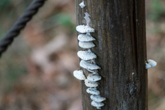 Antrodia heteromorpha