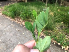 Indigofera spicata