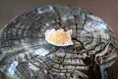 Antrodia heteromorpha