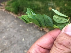 Indigofera spicata