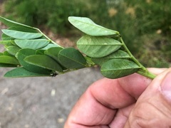 Indigofera spicata