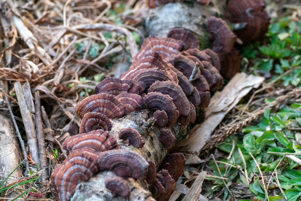 Daedaleopsis confragosa tricolor · February 2023 · photo: © tbc_watanabe (iNaturalist, cc-by)