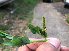Indigofera spicata