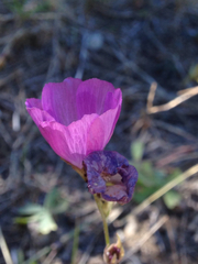 Sidalcea asprella