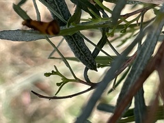 Olbonoma triptycha