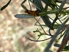 Olbonoma triptycha