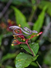 Leptophis mexicanus
