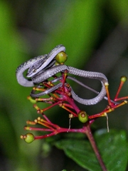 Leptophis mexicanus