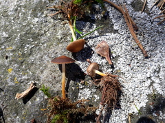 Strobilurus tenacellus