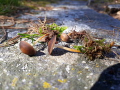 Strobilurus tenacellus