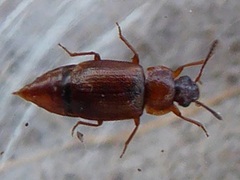 Anthobium unicolor