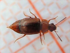 Anthobium unicolor