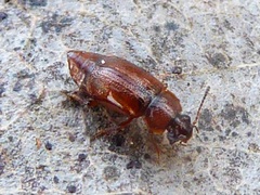 Anthobium unicolor