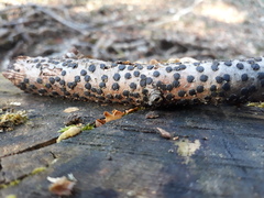 Diatrype disciformis