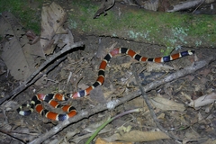 Micrurus alleni