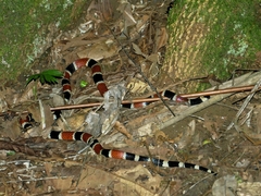 Micrurus alleni