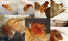 Drosophila mercatorum