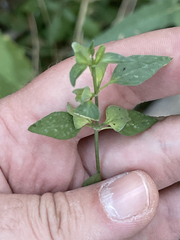 Dicliptera resupinata