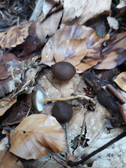 Strobilurus esculentus