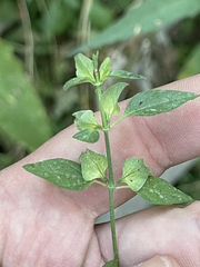 Dicliptera resupinata